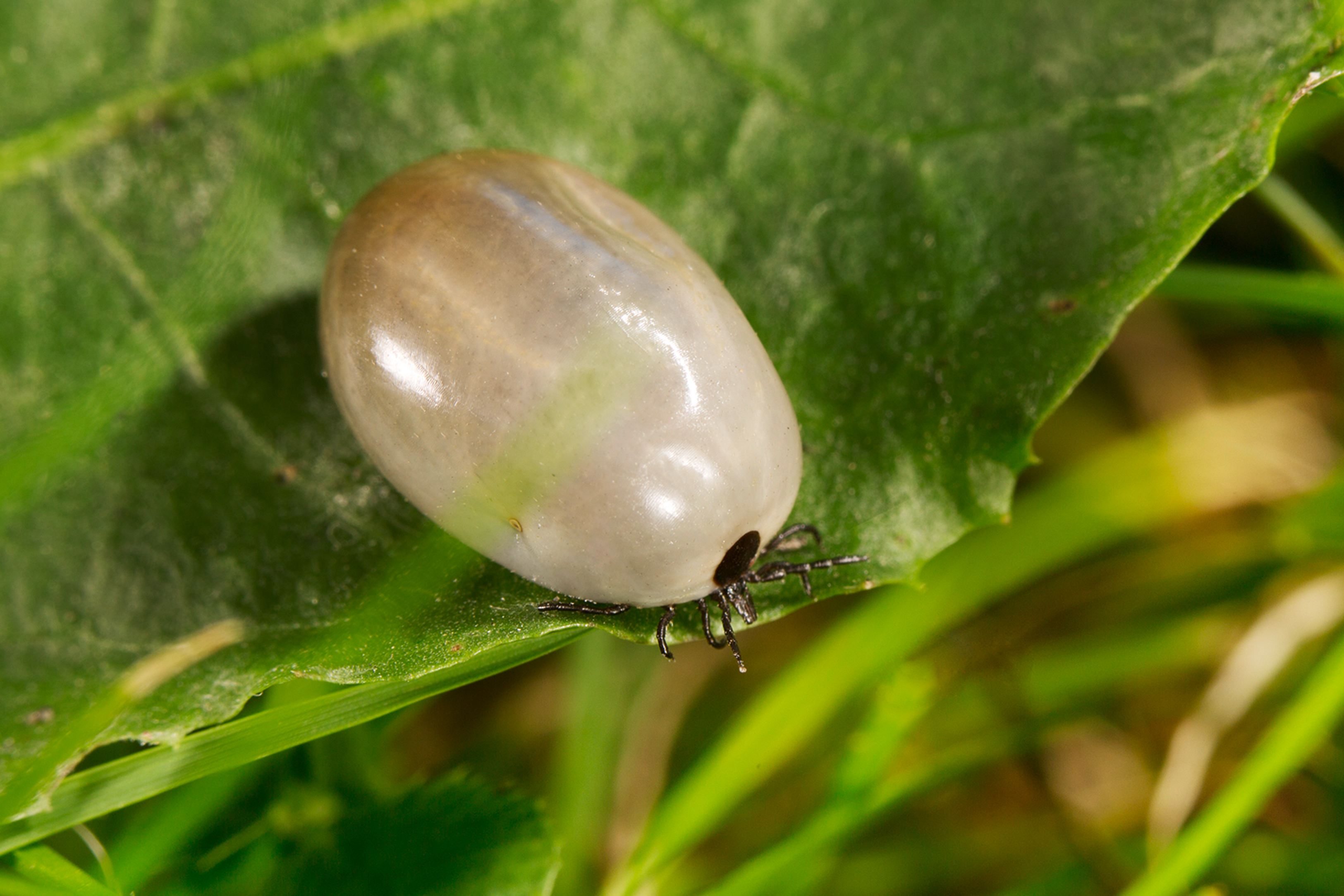 Zeckenbilder 018 Zecken.de